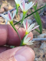 Hesperantha