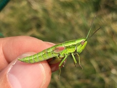 Euthystira brachyptera