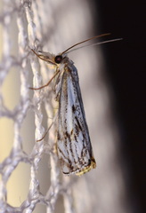 Catoptria falsella