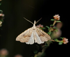 Trigonistis asthenopa