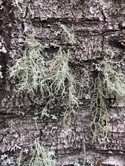 Usnea hirta
