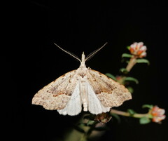 Trigonistis asthenopa