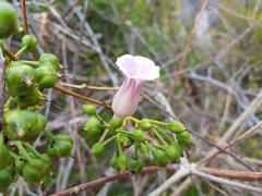 Convolvulaceae