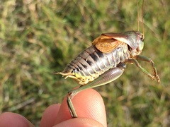 Psorodonotus