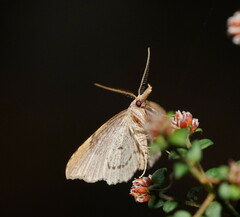 Trigonistis asthenopa