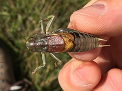 Psorodonotus
