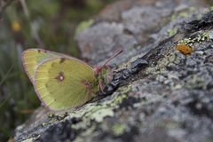 Colias phicomone
