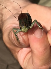 Psorodonotus