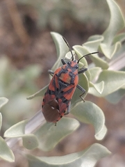 Spilostethus pandurus