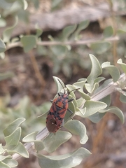 Spilostethus pandurus