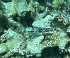 Synodontidae