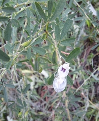 Lespedeza cuneata