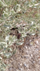 Spilostethus pandurus