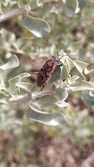 Spilostethus pandurus