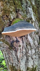 Phellinus