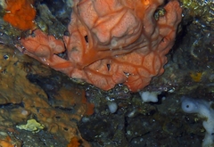 Spirastrella cunctatrix