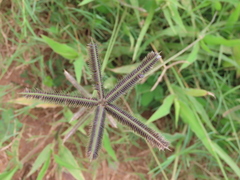 Dactyloctenium aegyptium