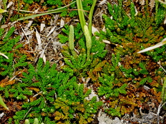 Diphasiastrum veitchii image