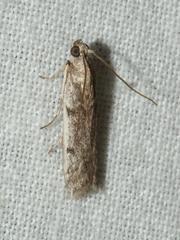 Cryptoblabes hemigypsa