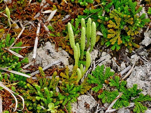 Diphasiastrum veitchii (Diphasiastrum veitchii)