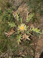 Carlina acaulis