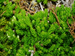 Diphasiastrum veitchii image
