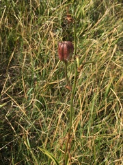 Lilium martagon