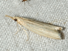 Culladia cuneiferellus