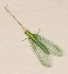 Chrysopa nigricostata