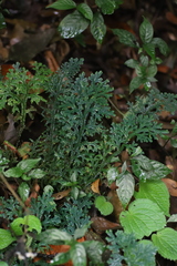 Selaginella lewalleana