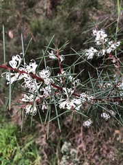 Hakea decurrens physocarpa