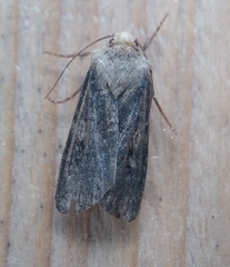 Agrotis puta