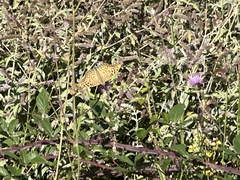 Argynnis pandora