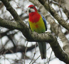 Platycercus eximius
