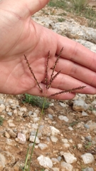 Bothriochloa ischaemum