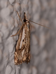 Catoptria falsella
