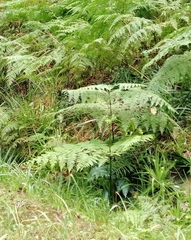 Pteridium aquilinum capense