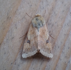 Heliothis peltigera