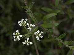 Platysace lanceolata