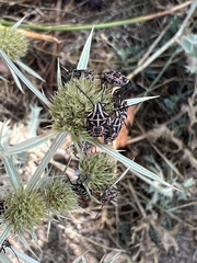 Codophila varia