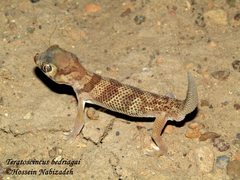 Teratoscincus bedriagai