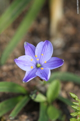 Chamaescilla corymbosa