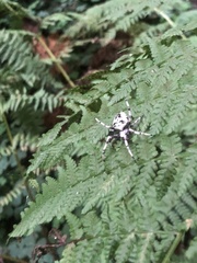Araneus nordmanni