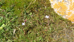 Lomatogonium carinthiacum