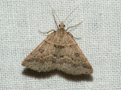 Dichromodes mesogonia