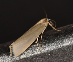 Crambus perlella