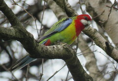 Platycercus eximius