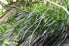 Ophiopogon platyphyllus