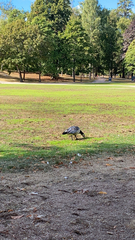 Branta leucopsis