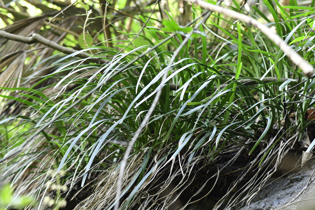 Ophiopogon platyphyllus (Ophiopogon platyphyllus)